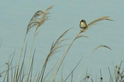 Cisticola juncidis