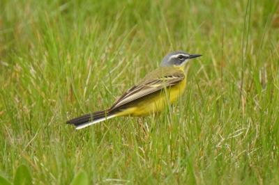 Motacilla flava