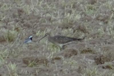 Numenius phaeopus