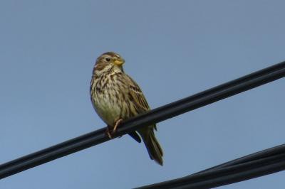 Emberiza calandra