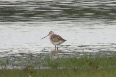 Limosa lapponica