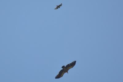 Gyps fulvus