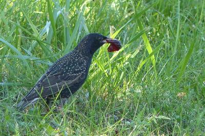 Sturnus vulgaris