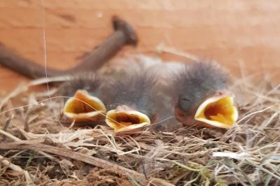 Phoenicurus ochruros