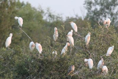 Bubulcus ibis