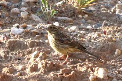 Emberiza cirlus