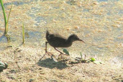 Rallus aquaticus