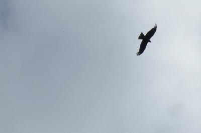 Milvus migrans