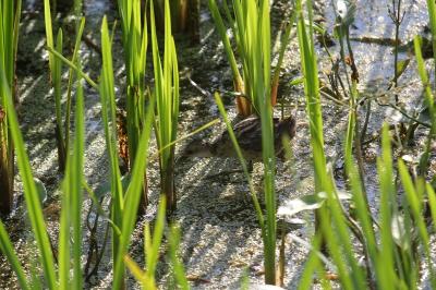 Zapornia parva
