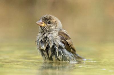 Passer domesticus