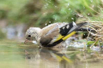 Carduelis carduelis