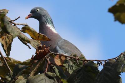 Columba palumbus