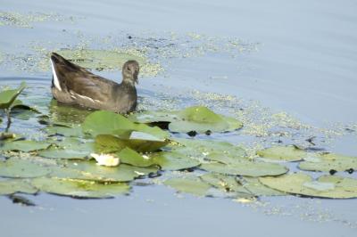 Gallinula chloropus