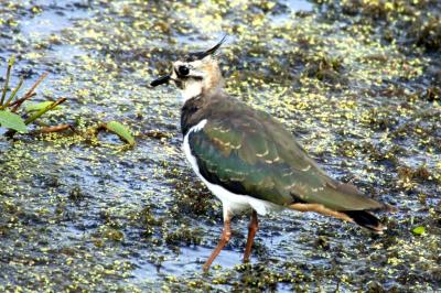 Vanellus vanellus