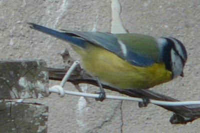 Cyanistes caeruleus