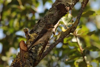 Ficedula hypoleuca
