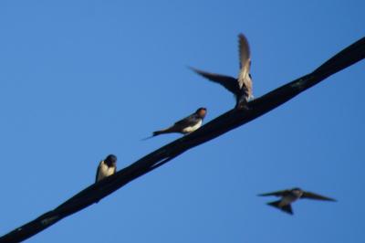 Hirundo rustica