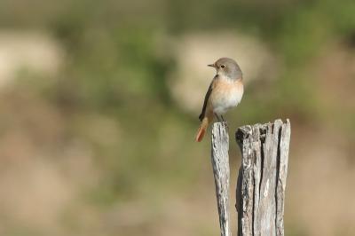 Phoenicurus phoenicurus