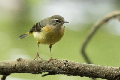 Motacilla cinerea