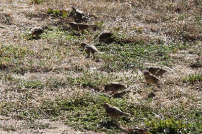 Passer domesticus