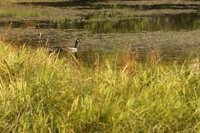 Branta canadensis