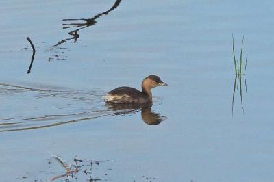 Tachybaptus ruficollis