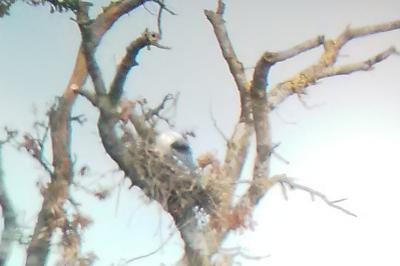 Elanus caeruleus