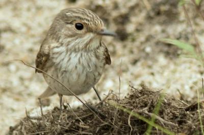 Muscicapa striata