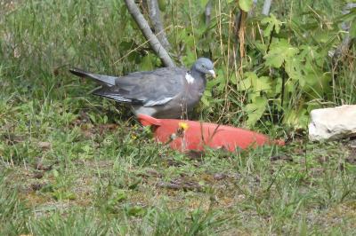 Columba palumbus