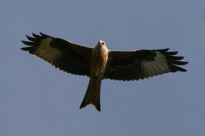 Milvus milvus