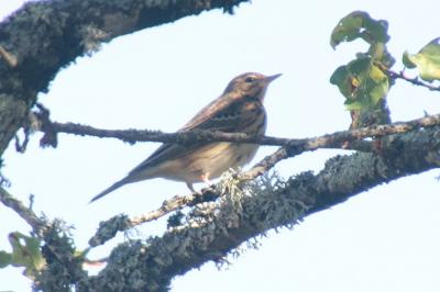 Anthus trivialis