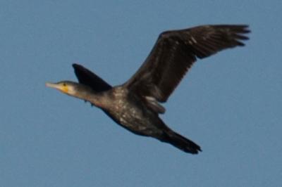 Phalacrocorax carbo