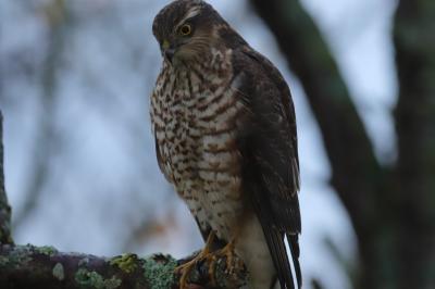 Accipiter nisus