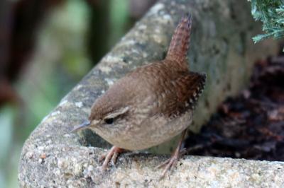 Troglodytes troglodytes