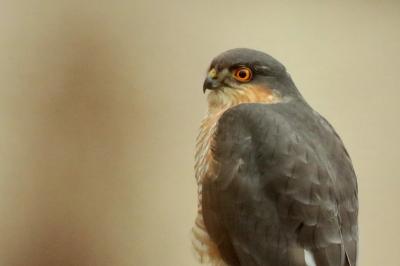 Accipiter nisus