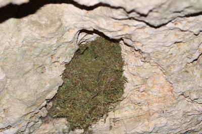 Troglodytes troglodytes