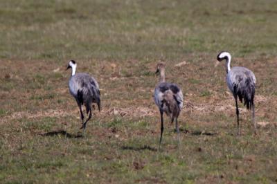 Grus grus