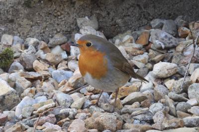 Erithacus rubecula