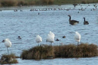 Platalea leucorodia
