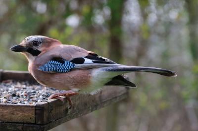 Garrulus glandarius