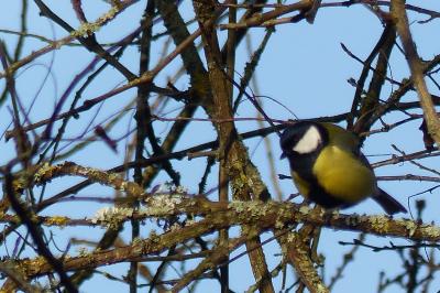 Parus major