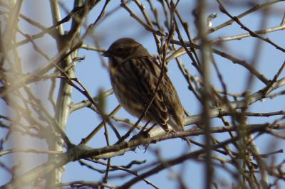 Emberiza schoeniclus