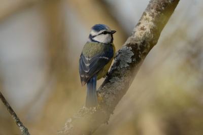 Cyanistes caeruleus