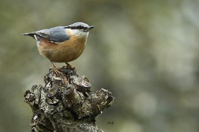 Oiseaux