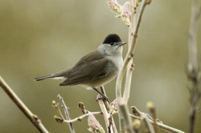 Sylvia atricapilla