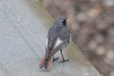 Phoenicurus ochruros