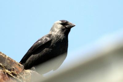 Corvus monedula