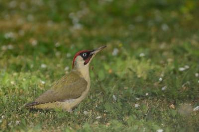 Picus viridis