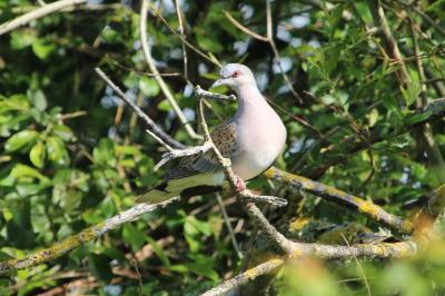 Streptopelia turtur