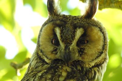 Asio otus